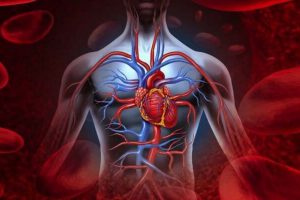Importancia del sistema circulatorio en la actividad fisica