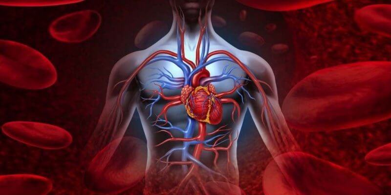 Importancia del sistema circulatorio en la actividad fisica